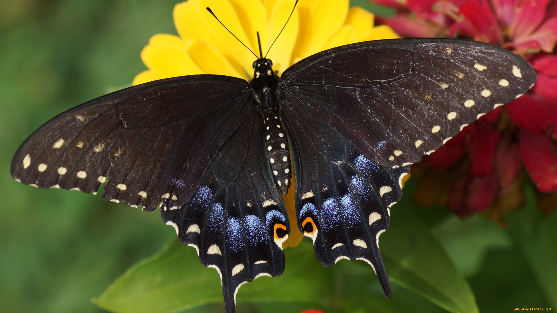 papilio, machaon, животные, бабочки, , мотыльки, , моли, papilio, machaon, махаон, чешуекрылые, парусники, хвостоносцы, бабочка, чёрный