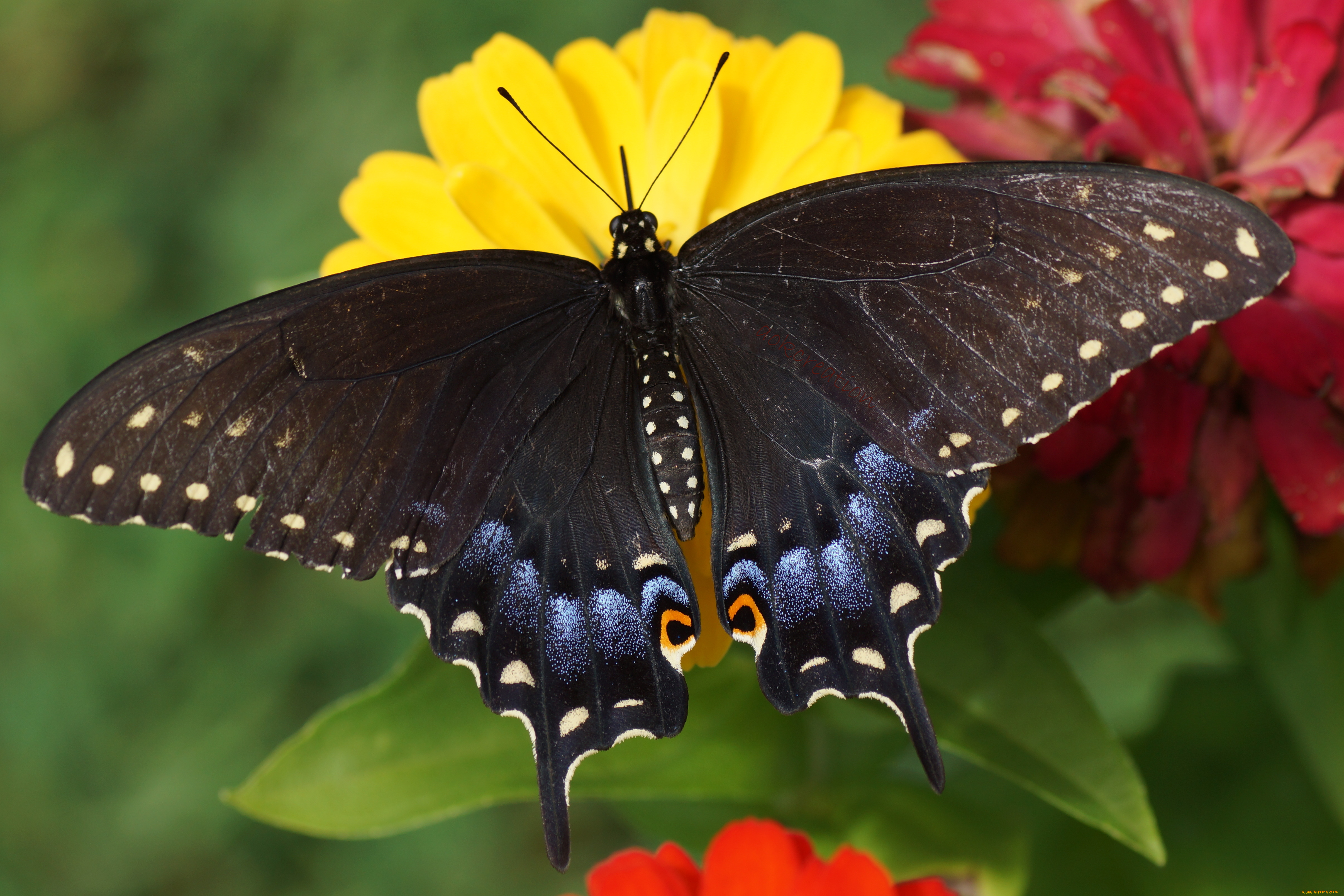 papilio, machaon, животные, бабочки, , мотыльки, , моли, papilio, machaon, махаон, чешуекрылые, парусники, хвостоносцы, бабочка, чёрный