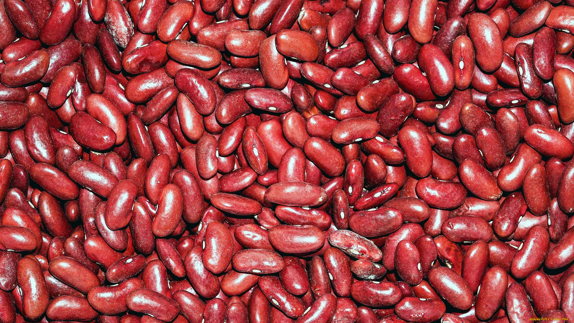 еда, бобовые, красная, фасоль