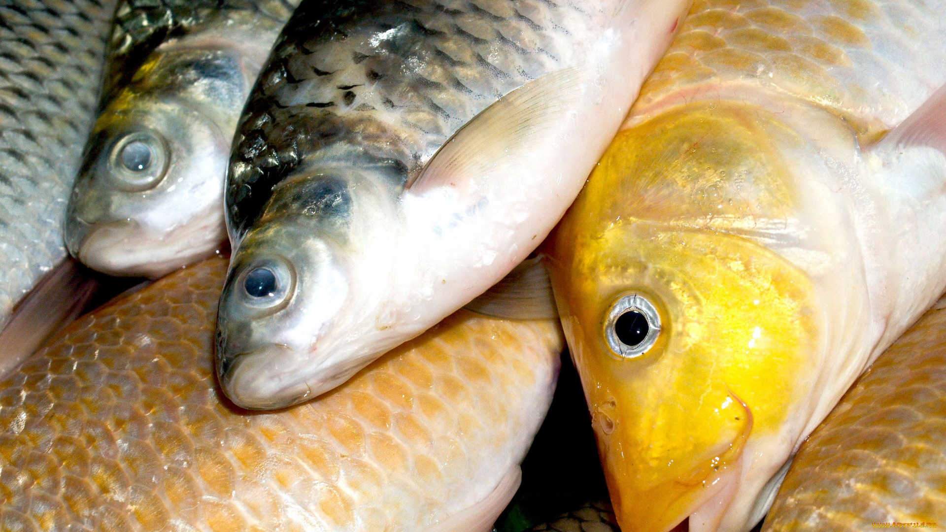 еда, рыба, , морепродукты, , суши, , роллы, свежая