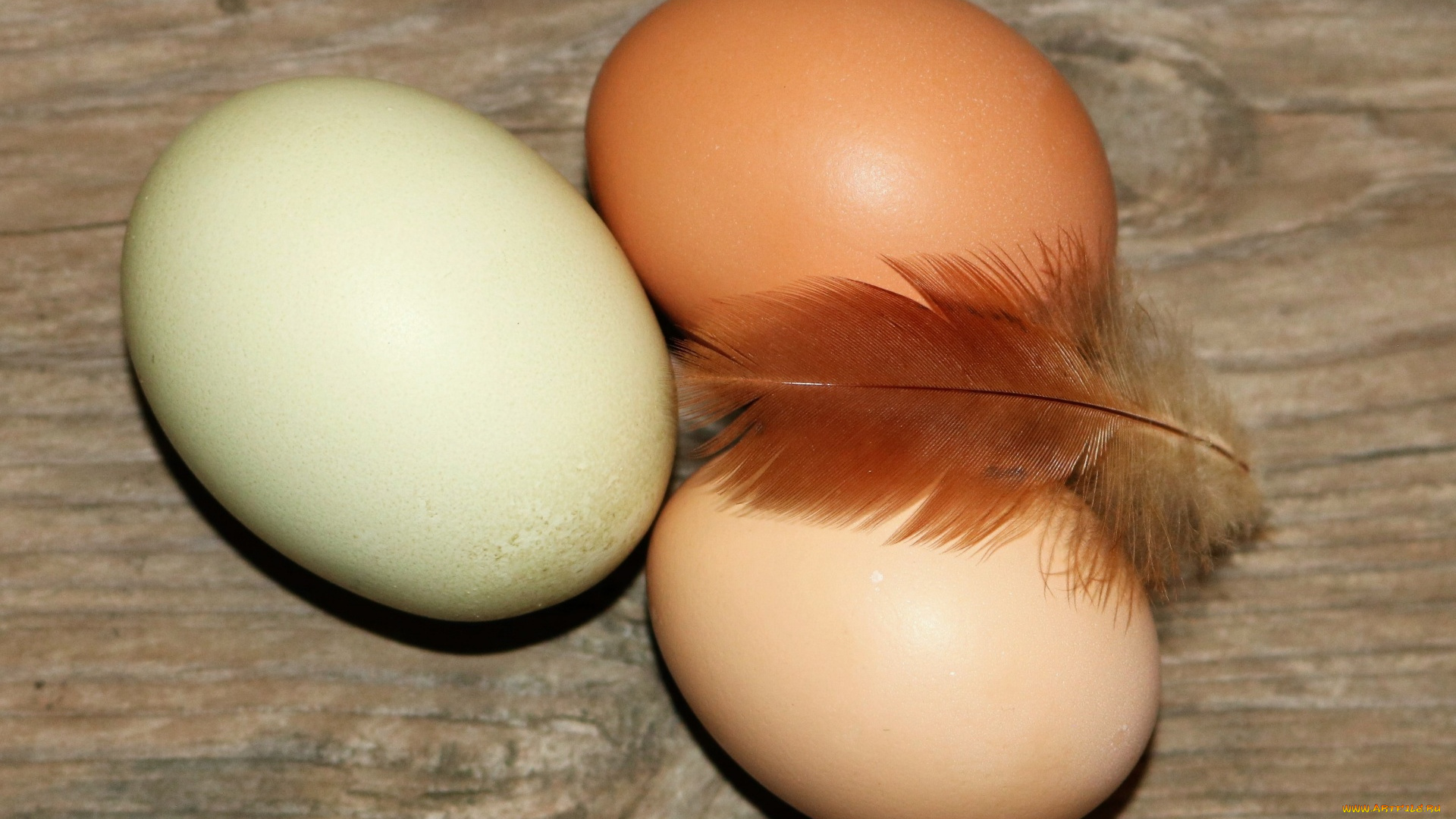 еда, яйца, свежие, разноцветные, перо