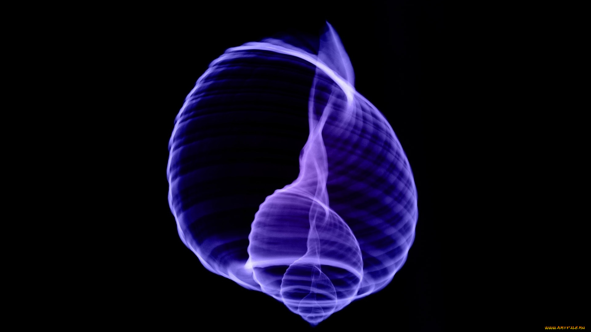 разное, кости, , рентген, ракушка, раковина