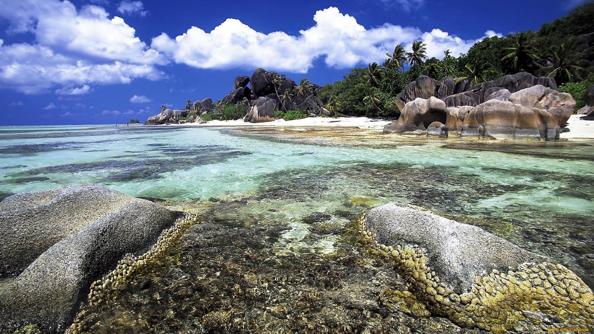 природа, побережье, сейшелы, остров, море, пальмы, камни