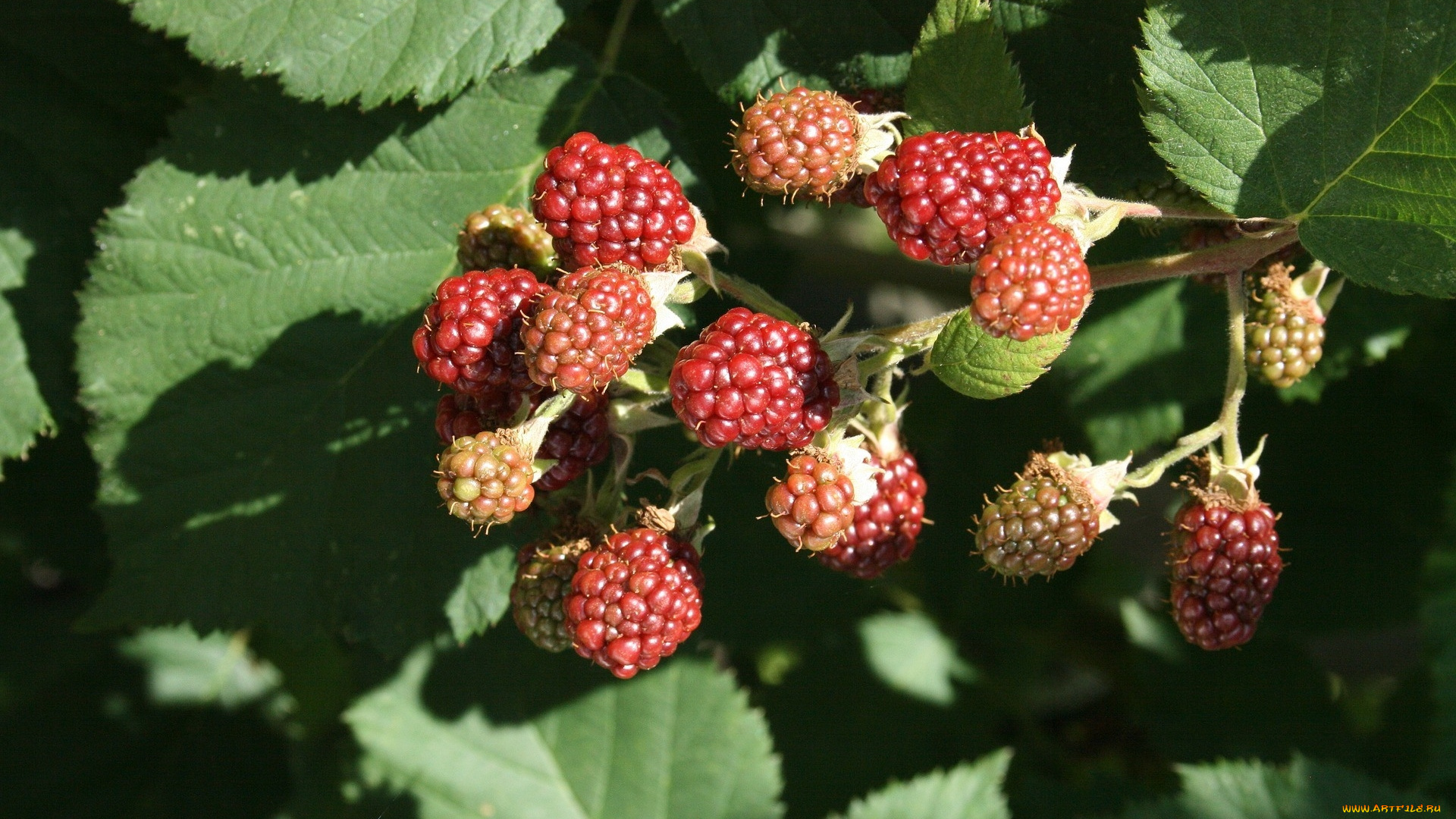 природа, ягоды, ежевика