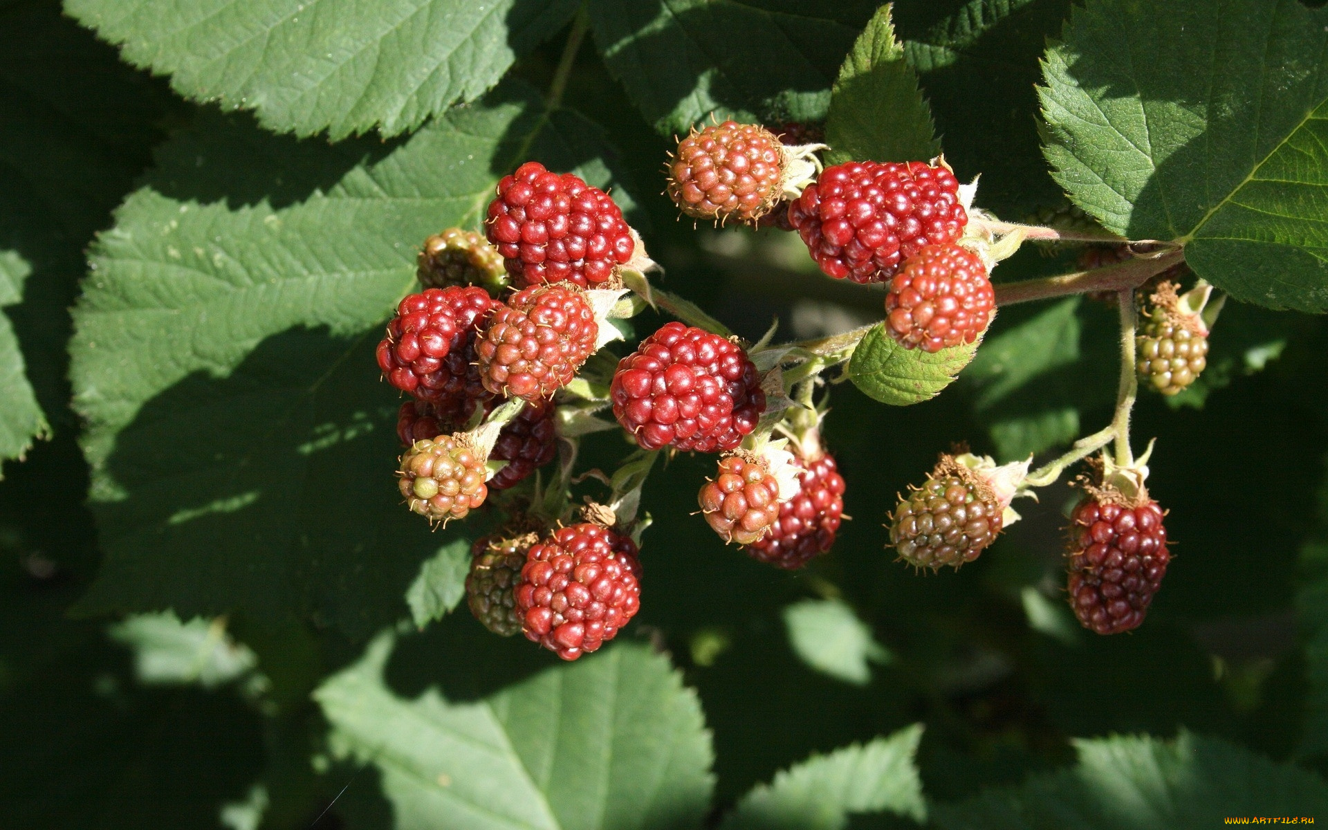 природа, ягоды, ежевика