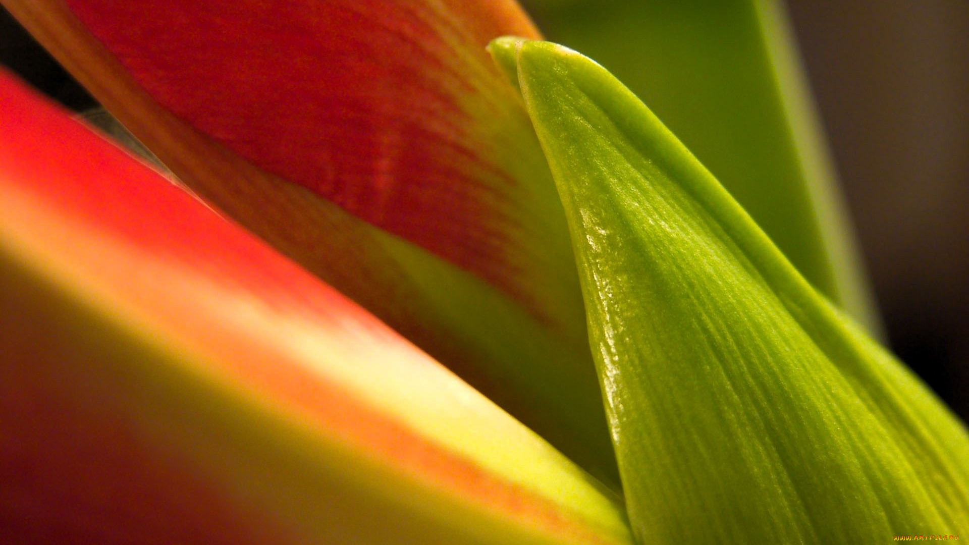 цветы, амариллисы, , гиппеаструмы, лепестки