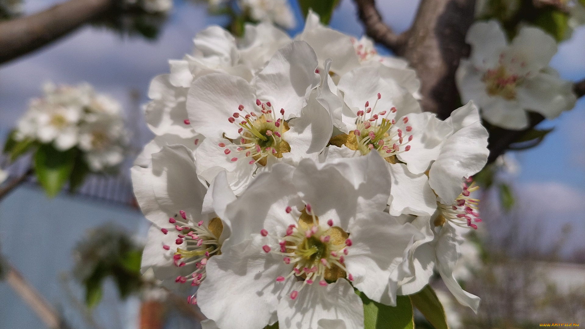 цветы, цветущие, деревья, , , кустарники, груша