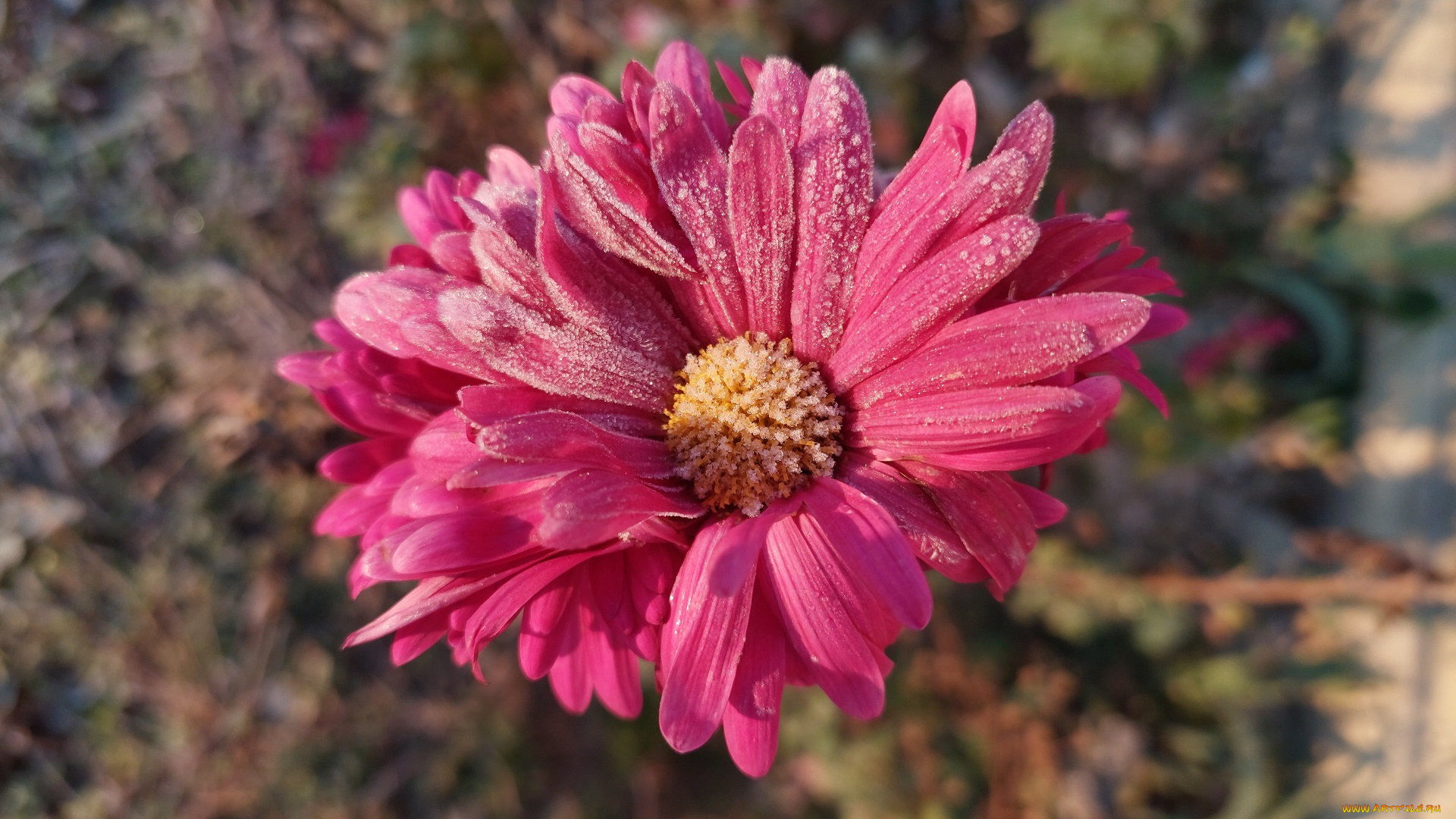 цветы, хризантемы, иней