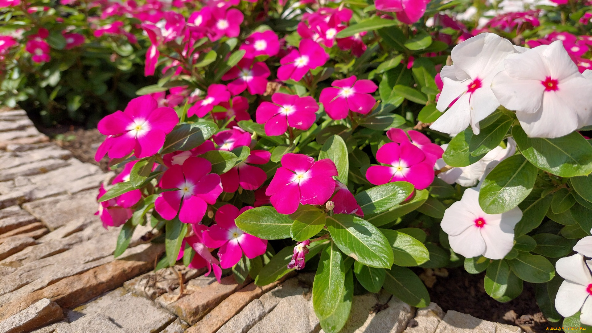 цветы, катарантусы, катарантус