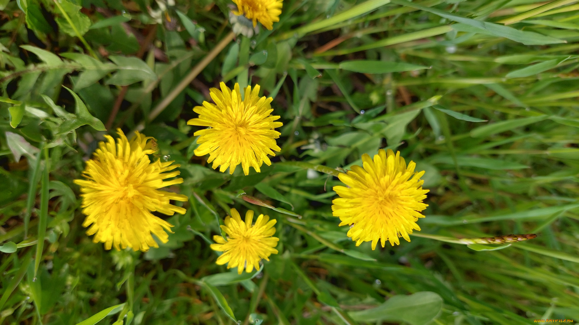 цветы, одуванчики