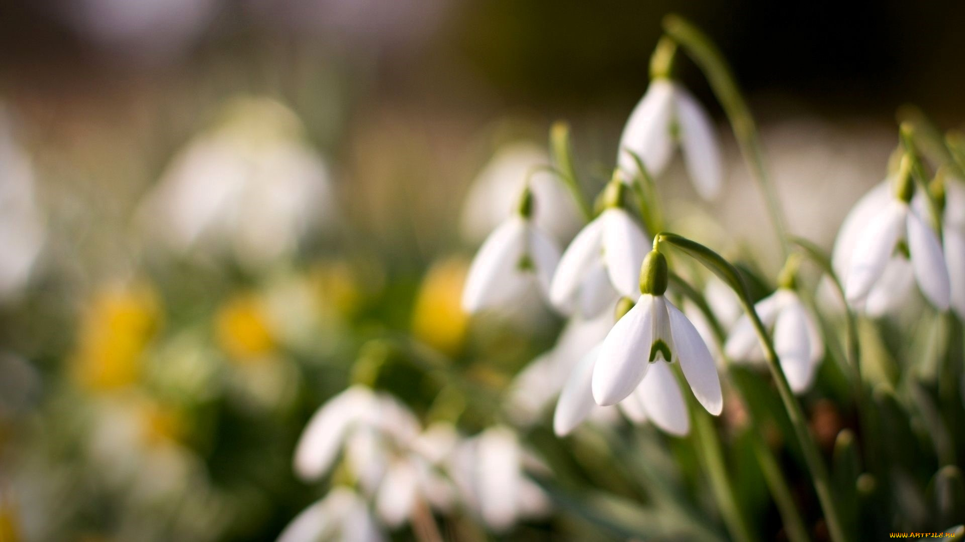 цветы, подснежники, , белоцветники, , пролески