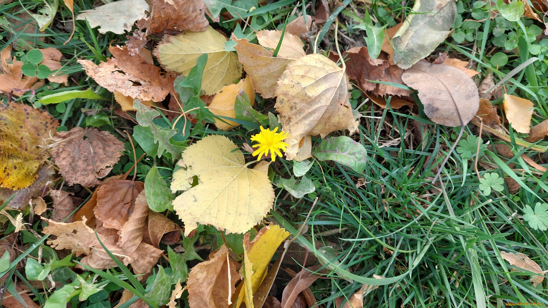 природа, листья