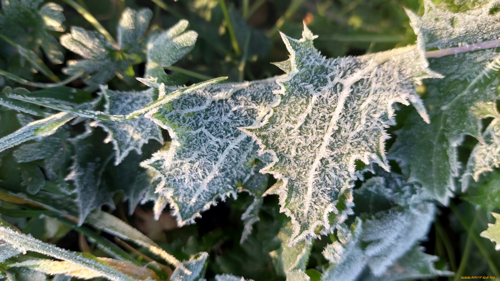 природа, листья, иней