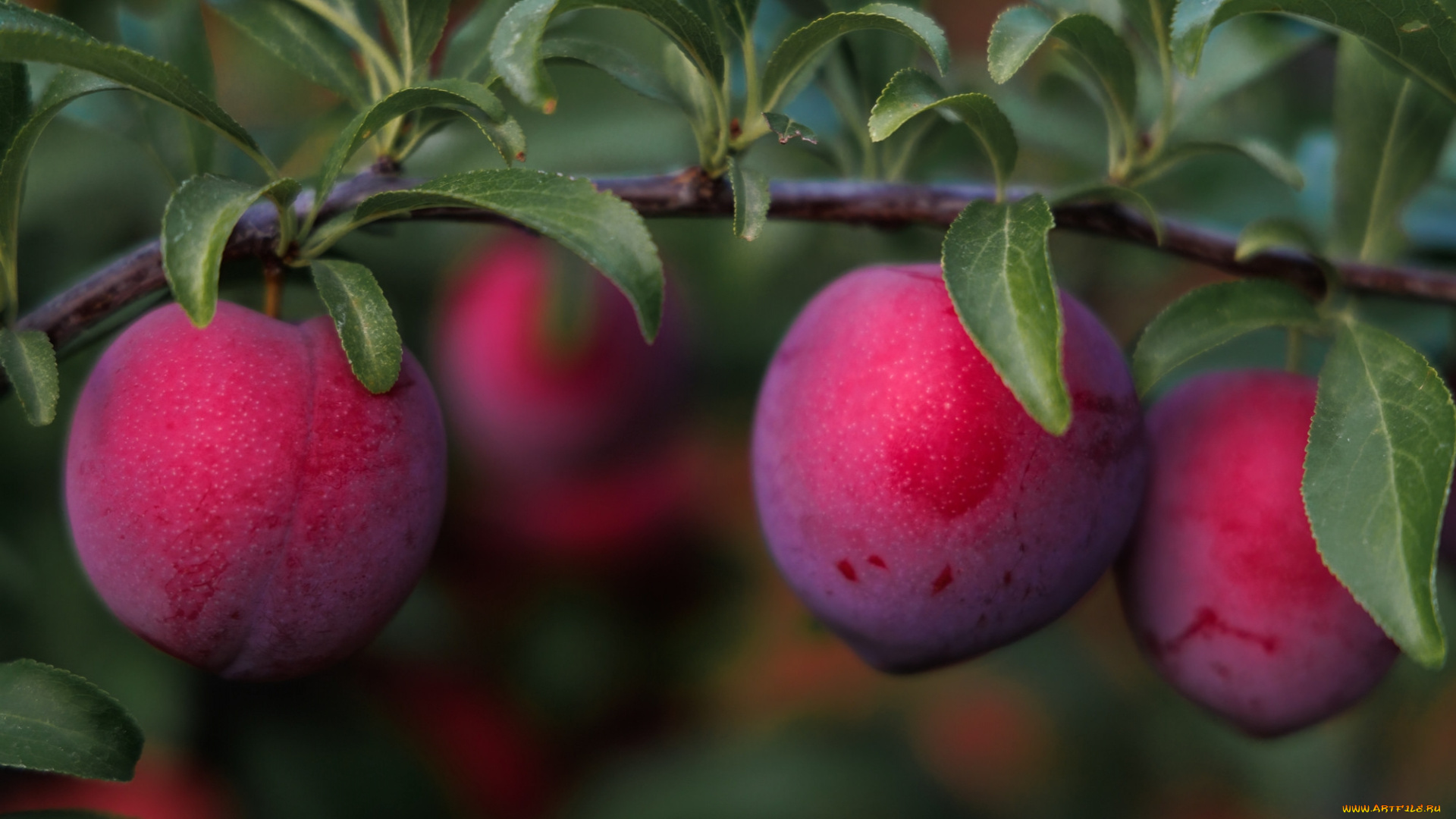 природа, плоды, сливы