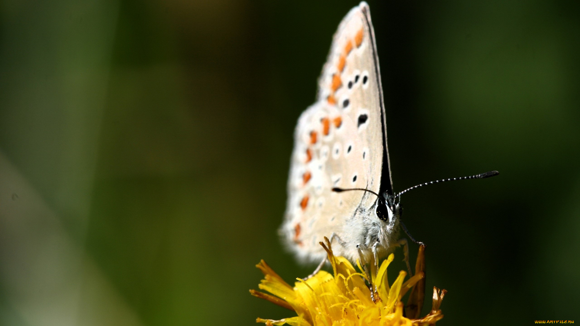 животные, бабочки, , мотыльки, , моли, бабочка, цветок