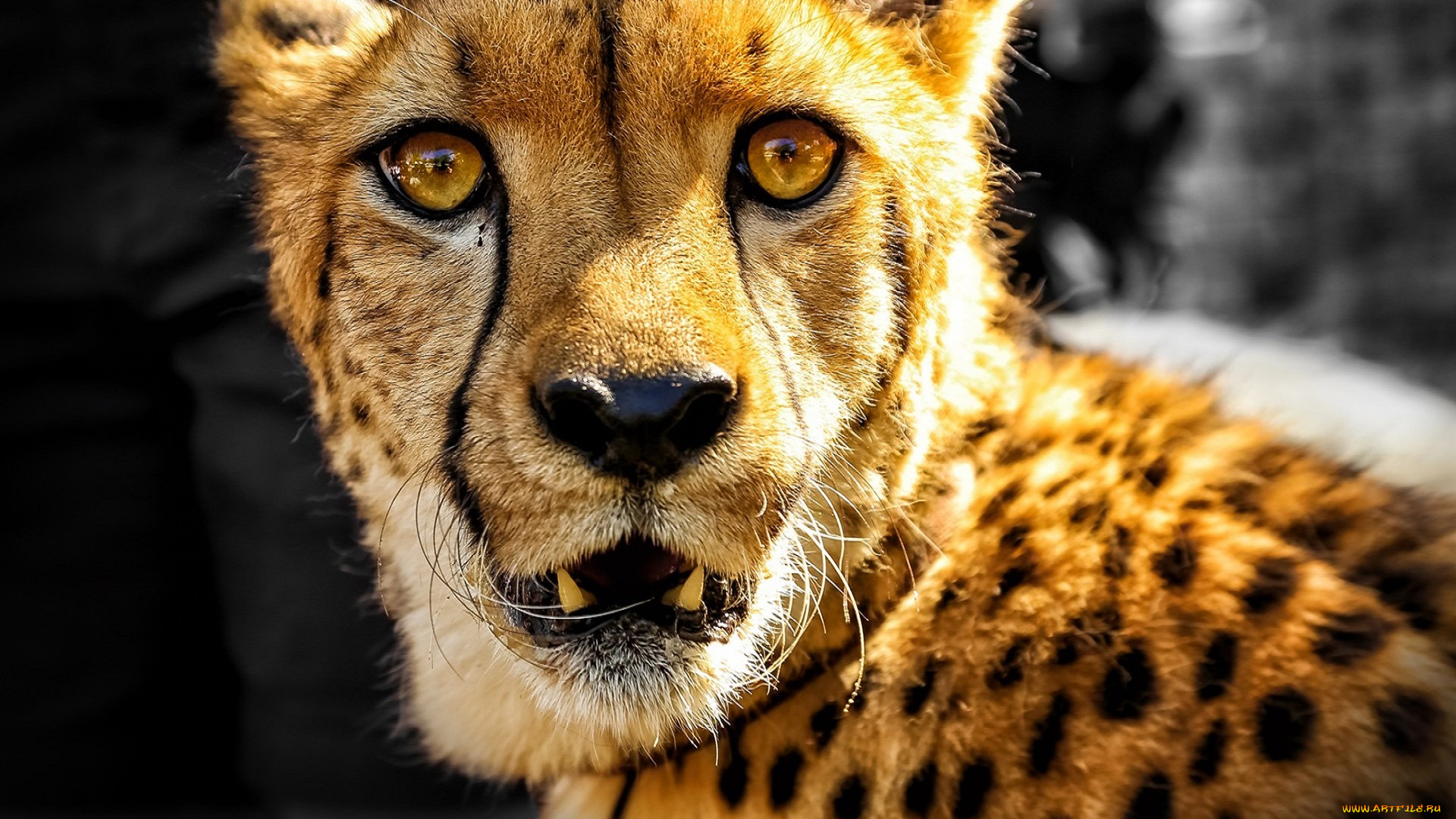 животные, гепарды, гепард, голова