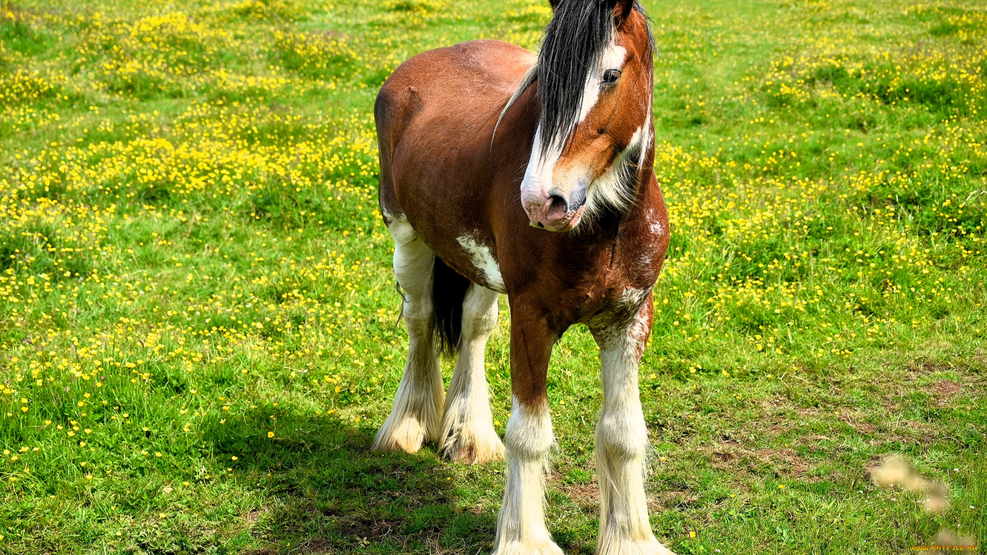 животные, лошади, лошадь, луг, трава, цветы