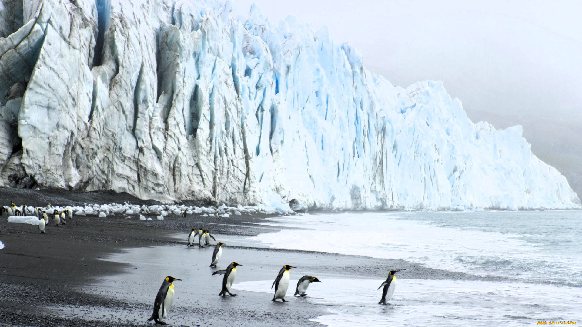 животные, пингвины, берег, море, лед, скала, ледник