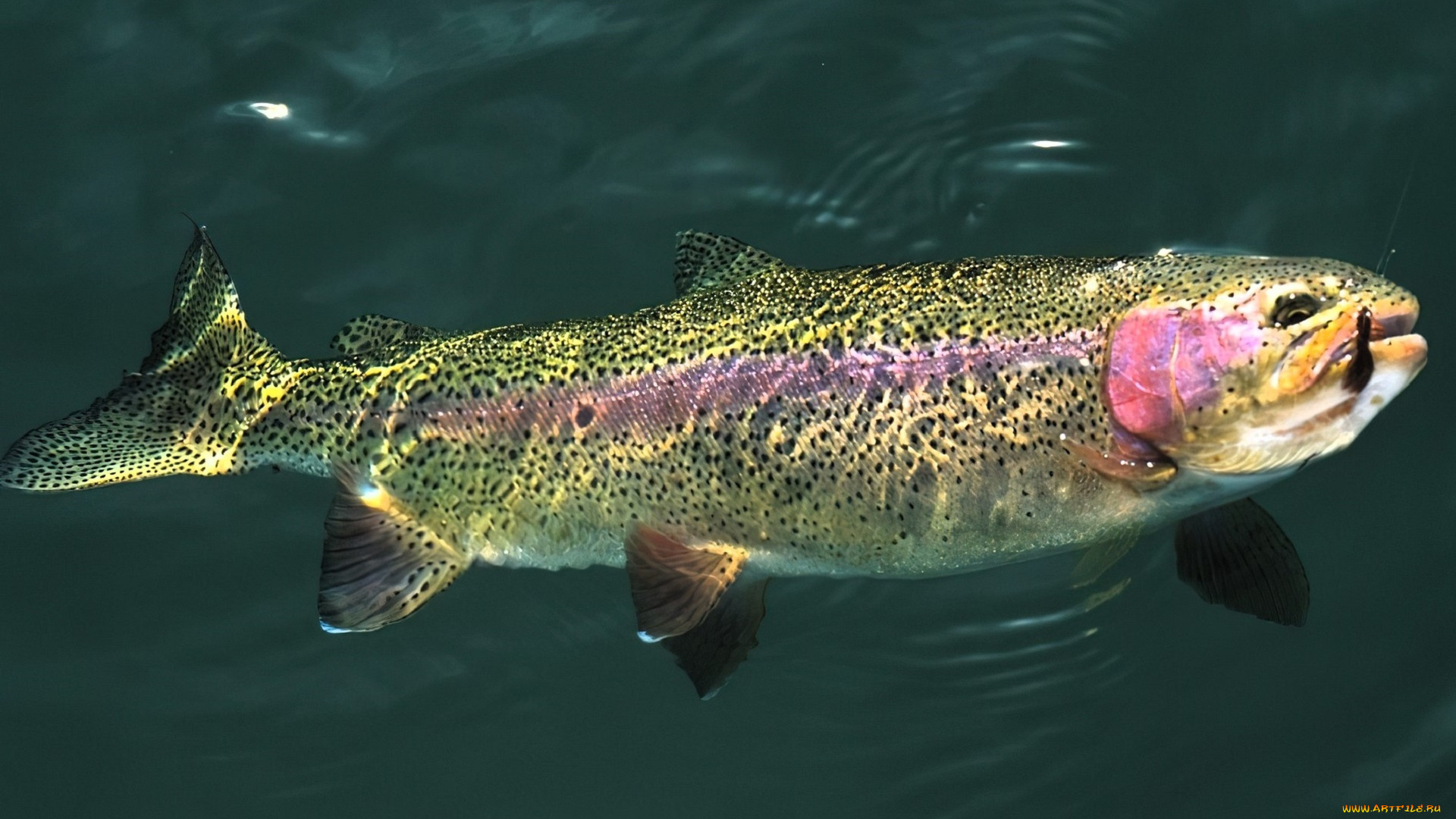 животные, рыбы, рыба, вода, форель