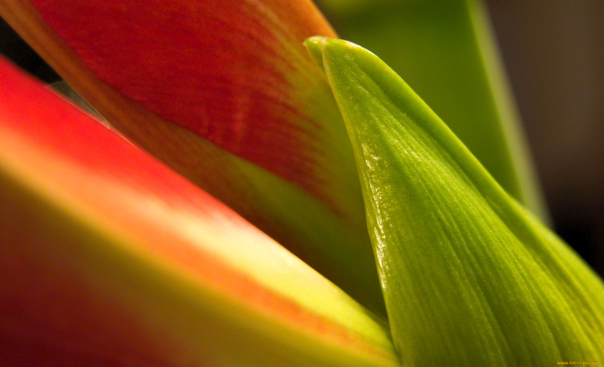 цветы, амариллисы, , гиппеаструмы, лепестки