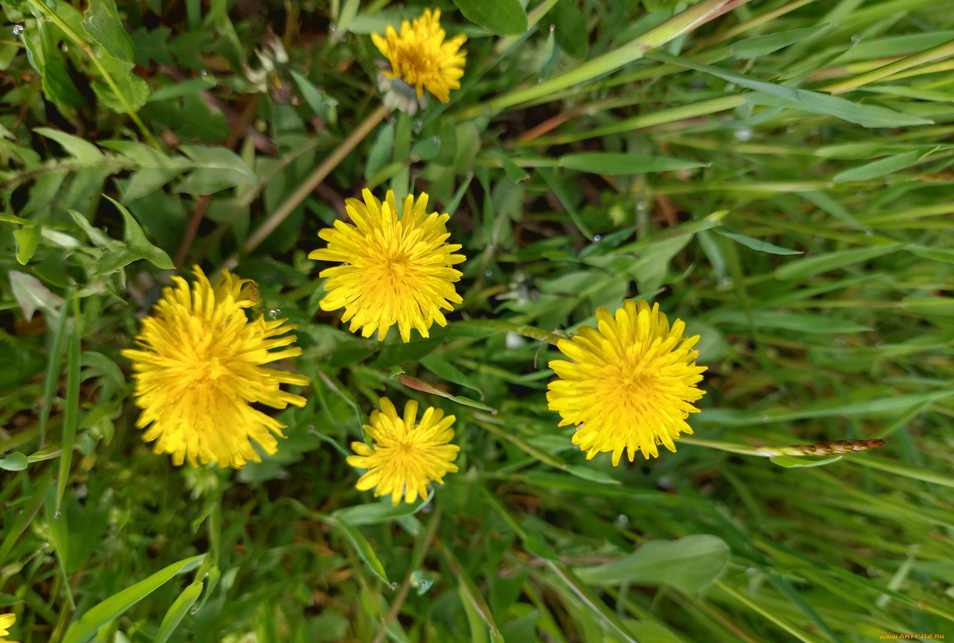 цветы, одуванчики