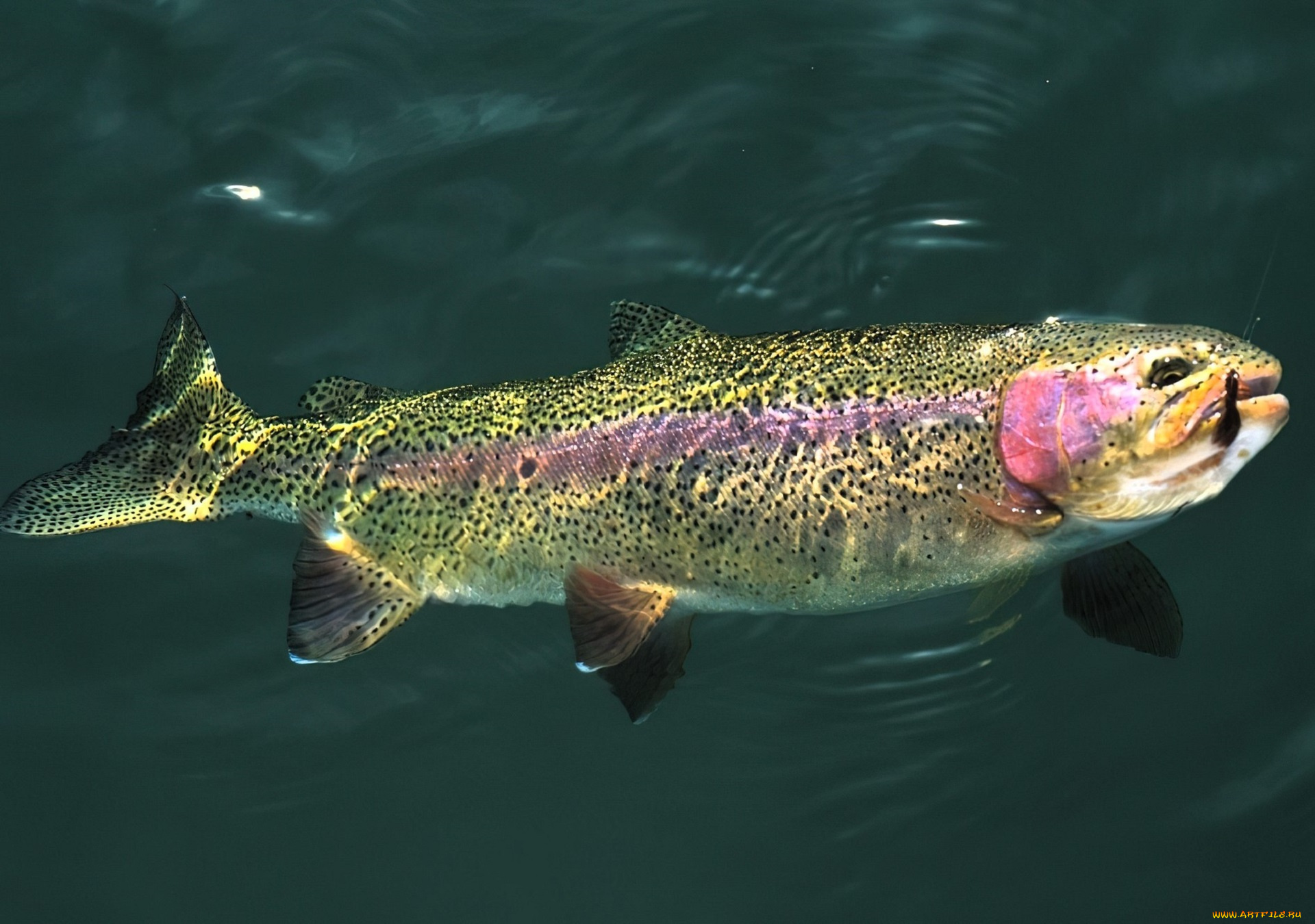 животные, рыбы, рыба, вода, форель