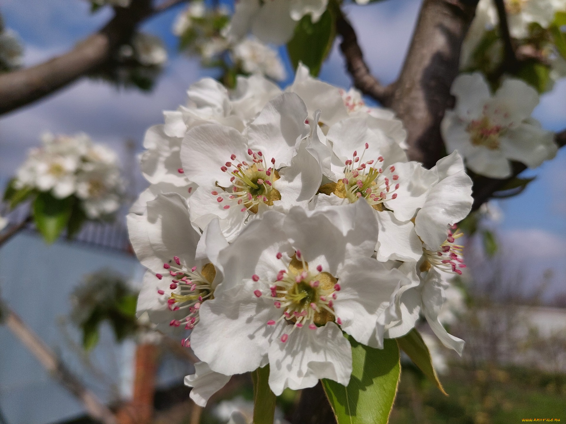 цветы, цветущие, деревья, , , кустарники, груша