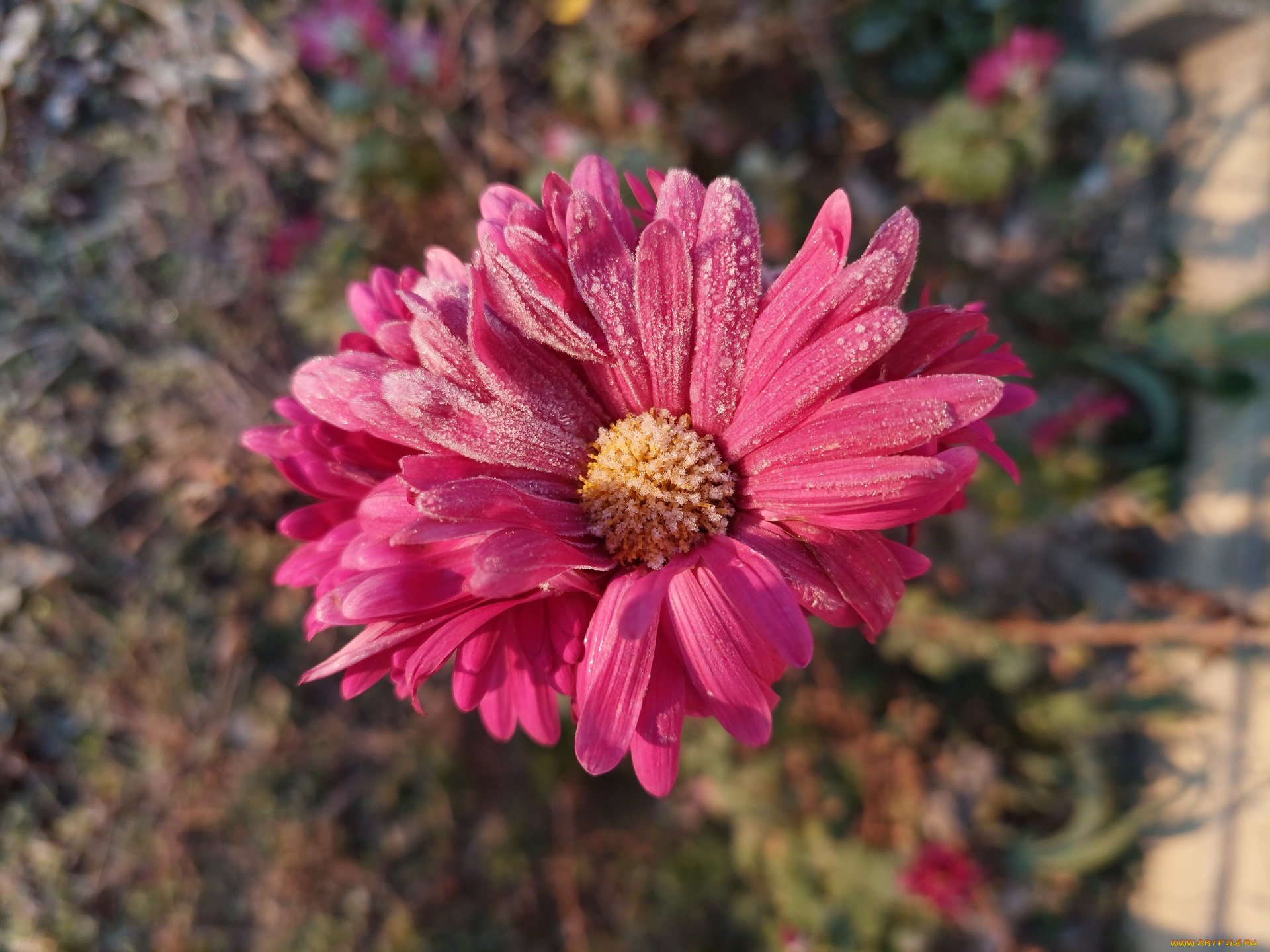 цветы, хризантемы, иней