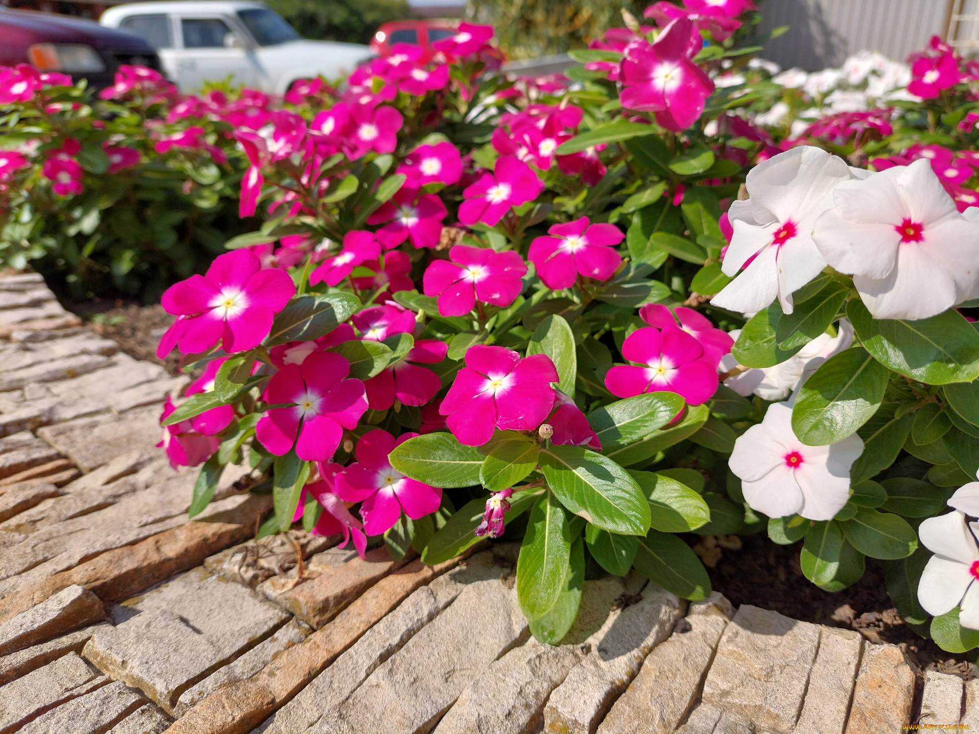 цветы, катарантусы, катарантус