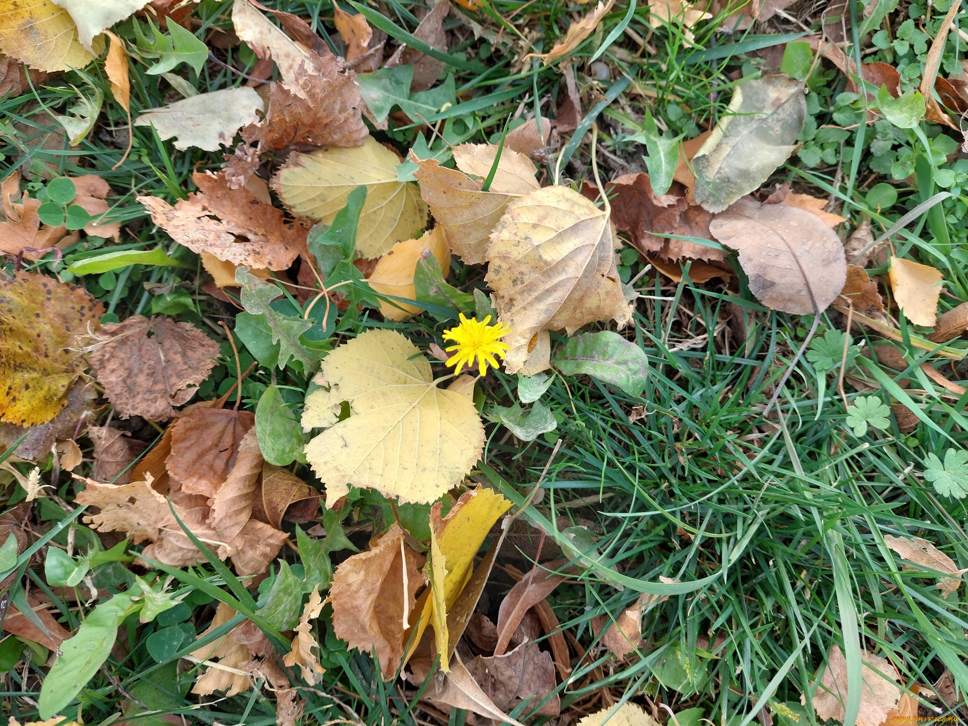 природа, листья