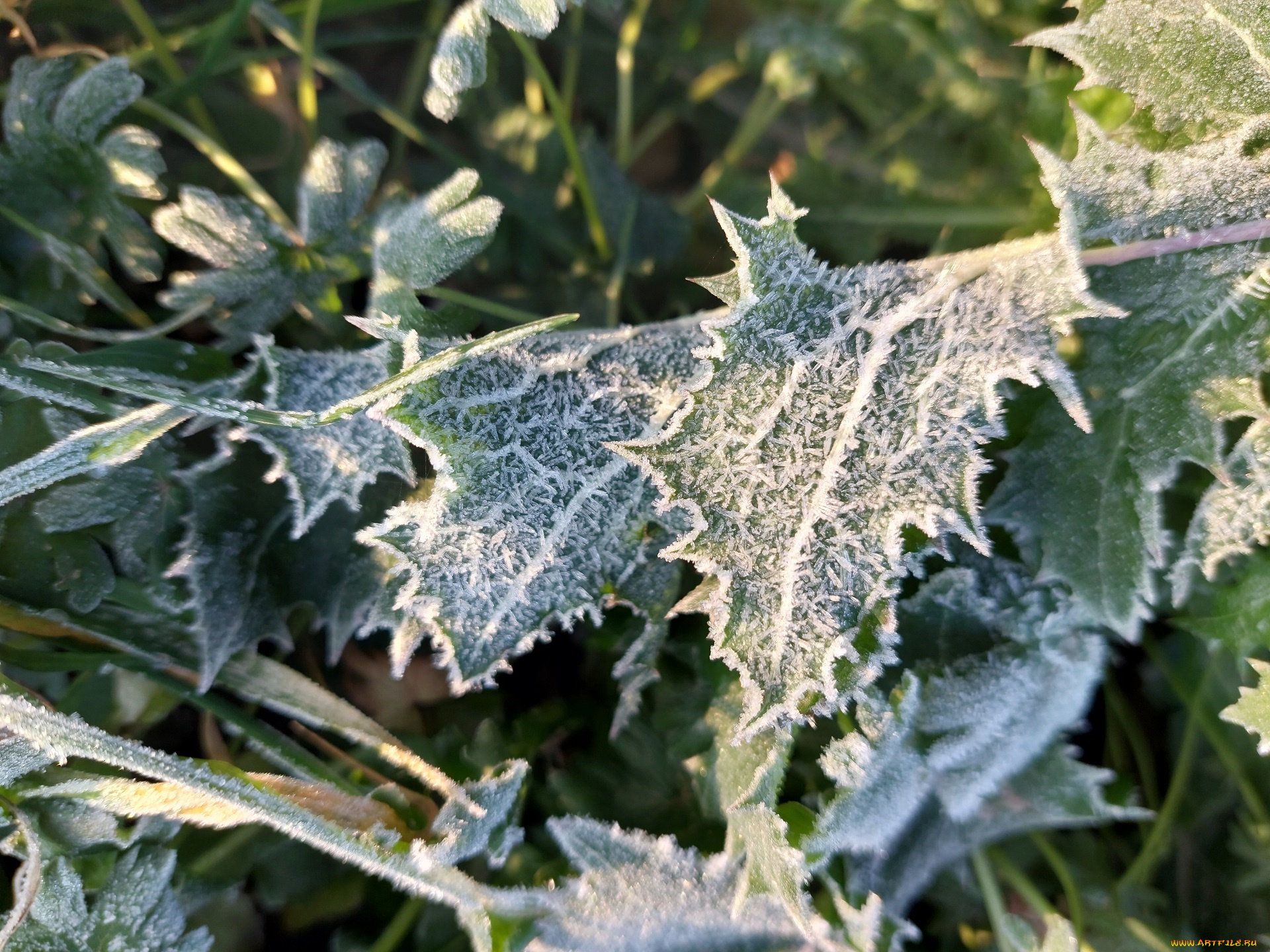 природа, листья, иней