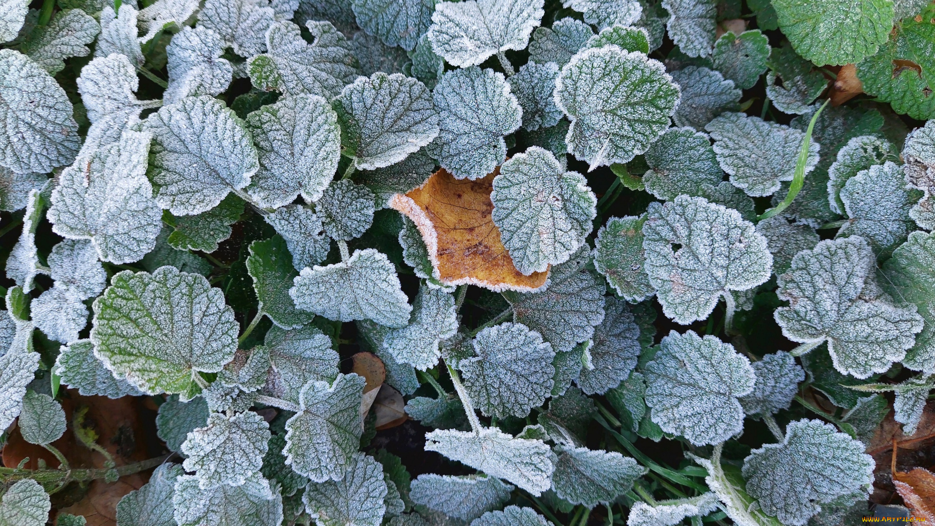 природа, листья, осень, 2024