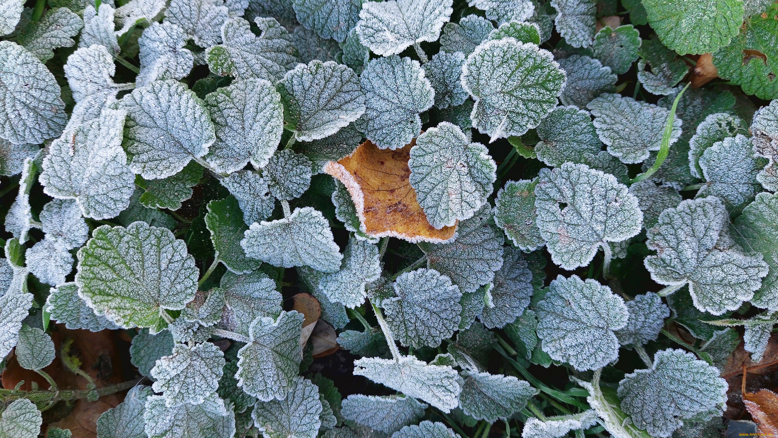 природа, листья, осень, 2024