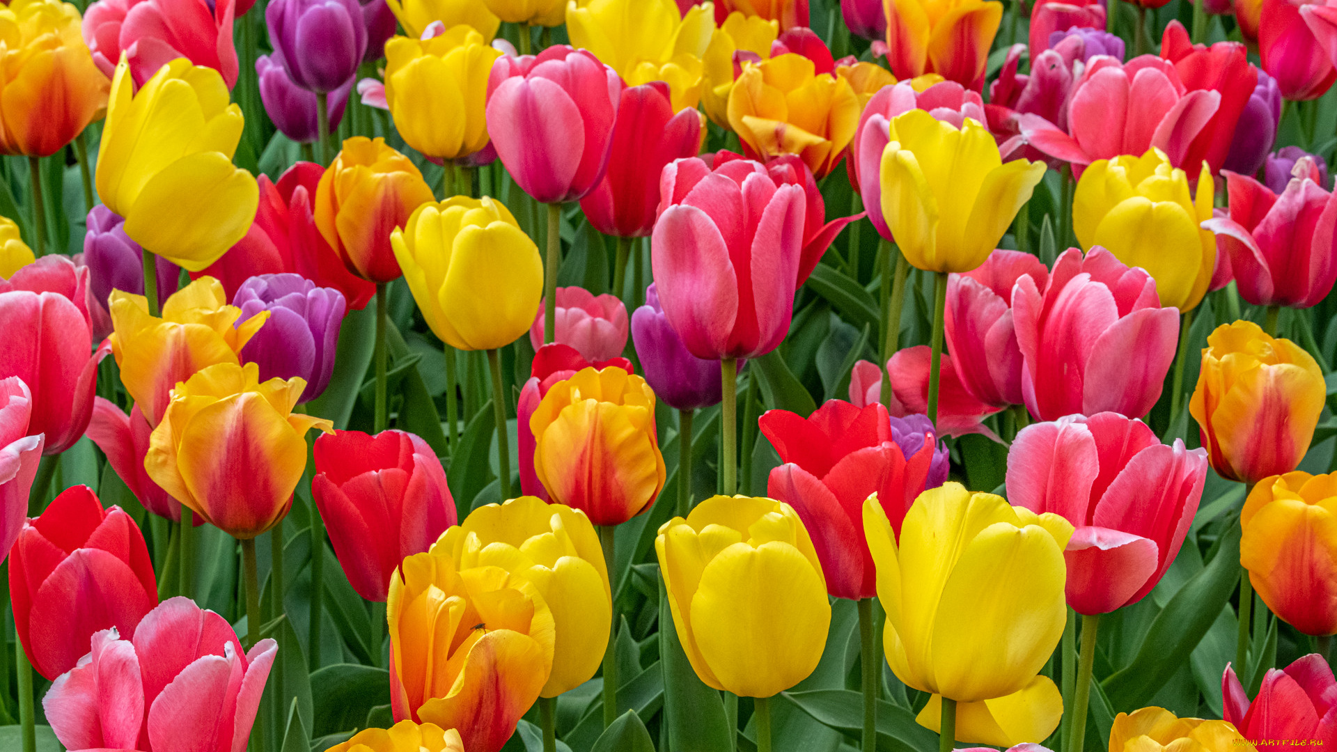 цветы, тюльпаны