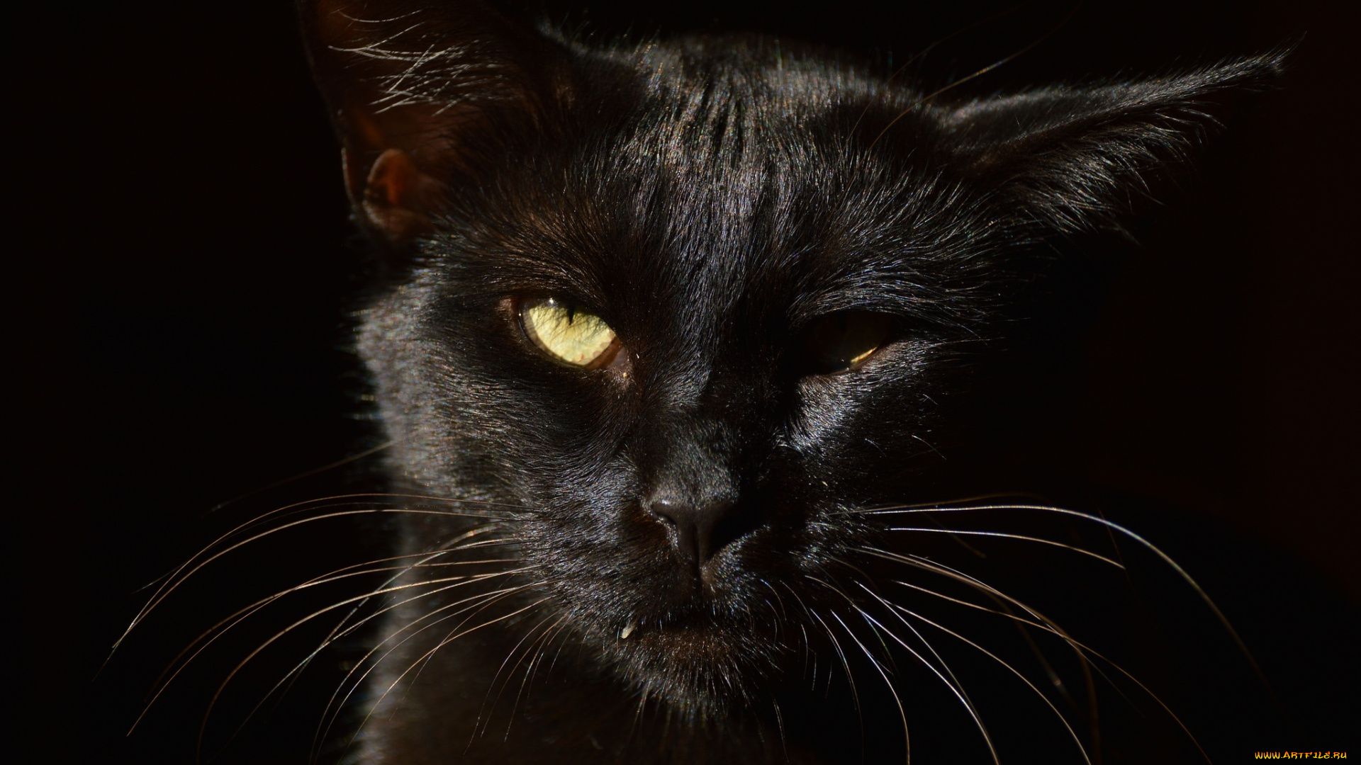 животные, коты, кот, кошка