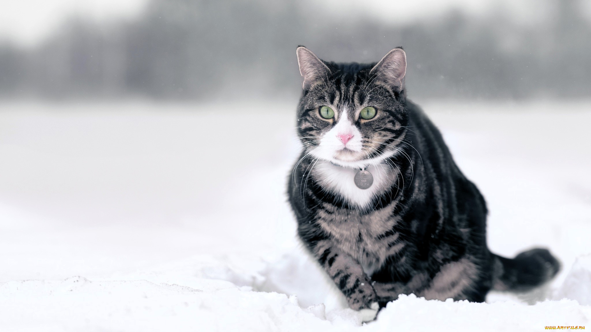 животные, коты, кот, медальон, снег, зима