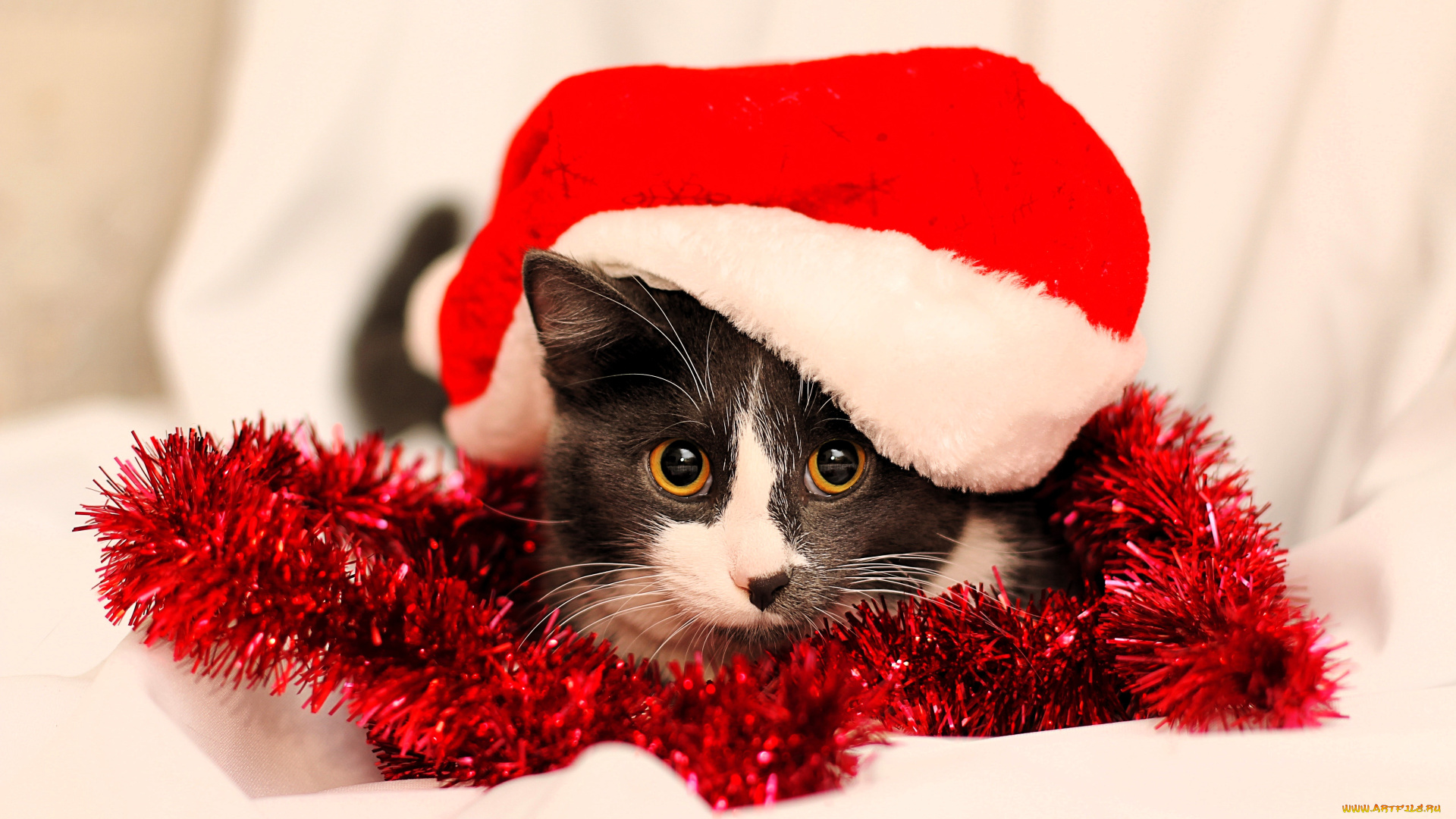 животные, коты, кот, шапка, мишура, новый, год