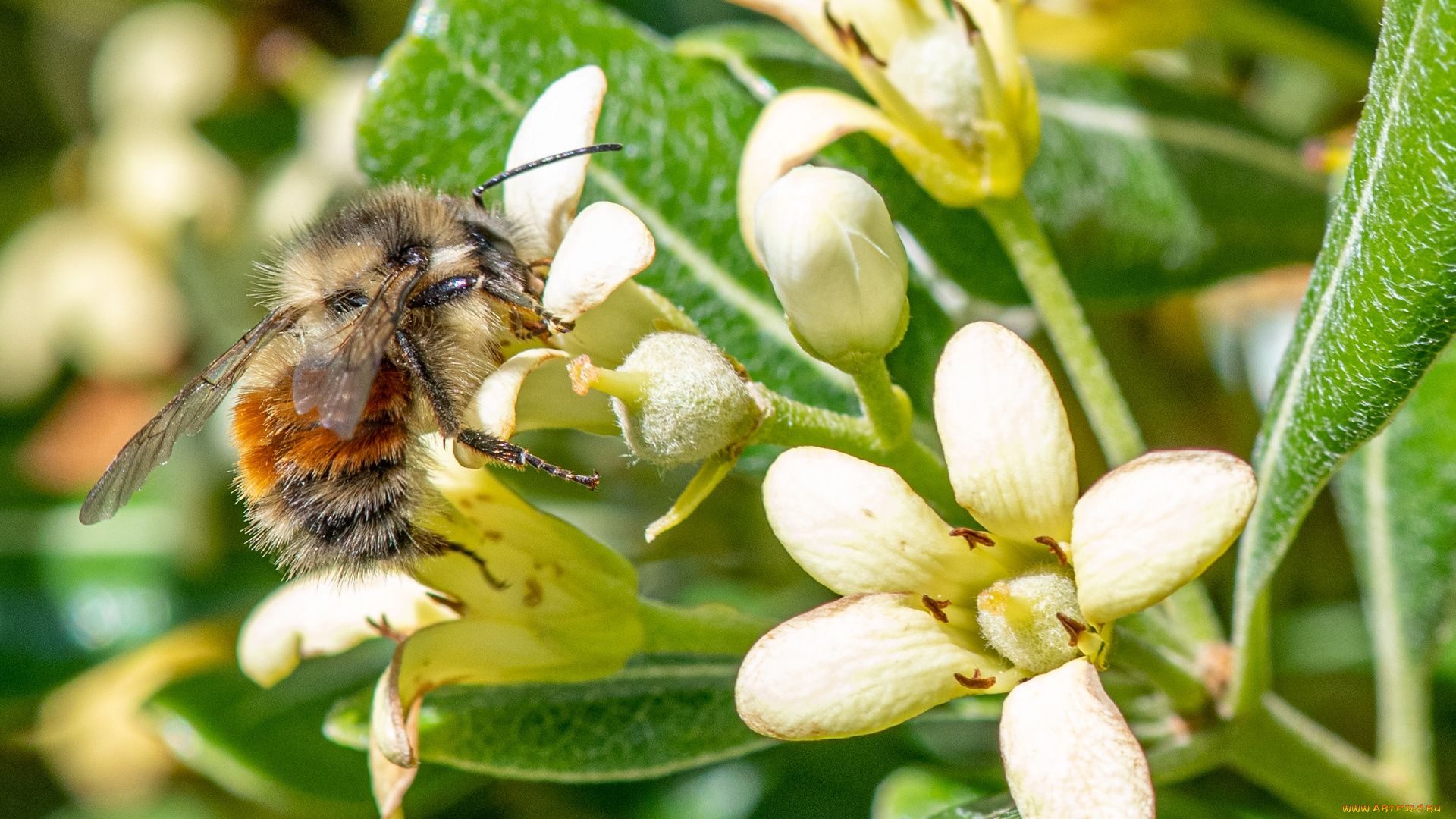 животные, пчелы, , осы, , шмели, цветы