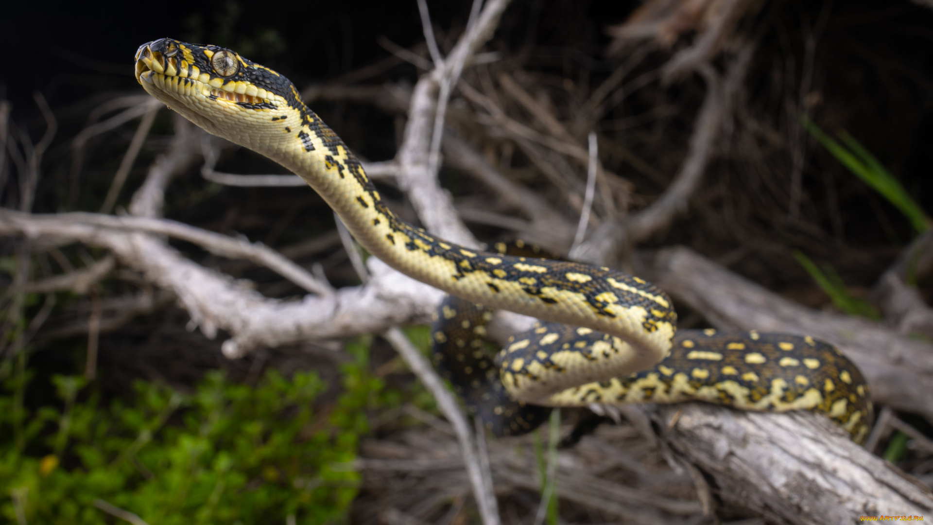 животные, змеи, , питоны, , кобры, питон