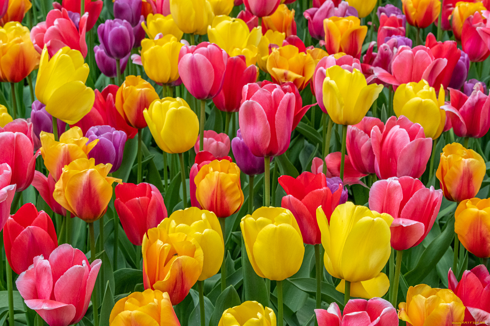 цветы, тюльпаны