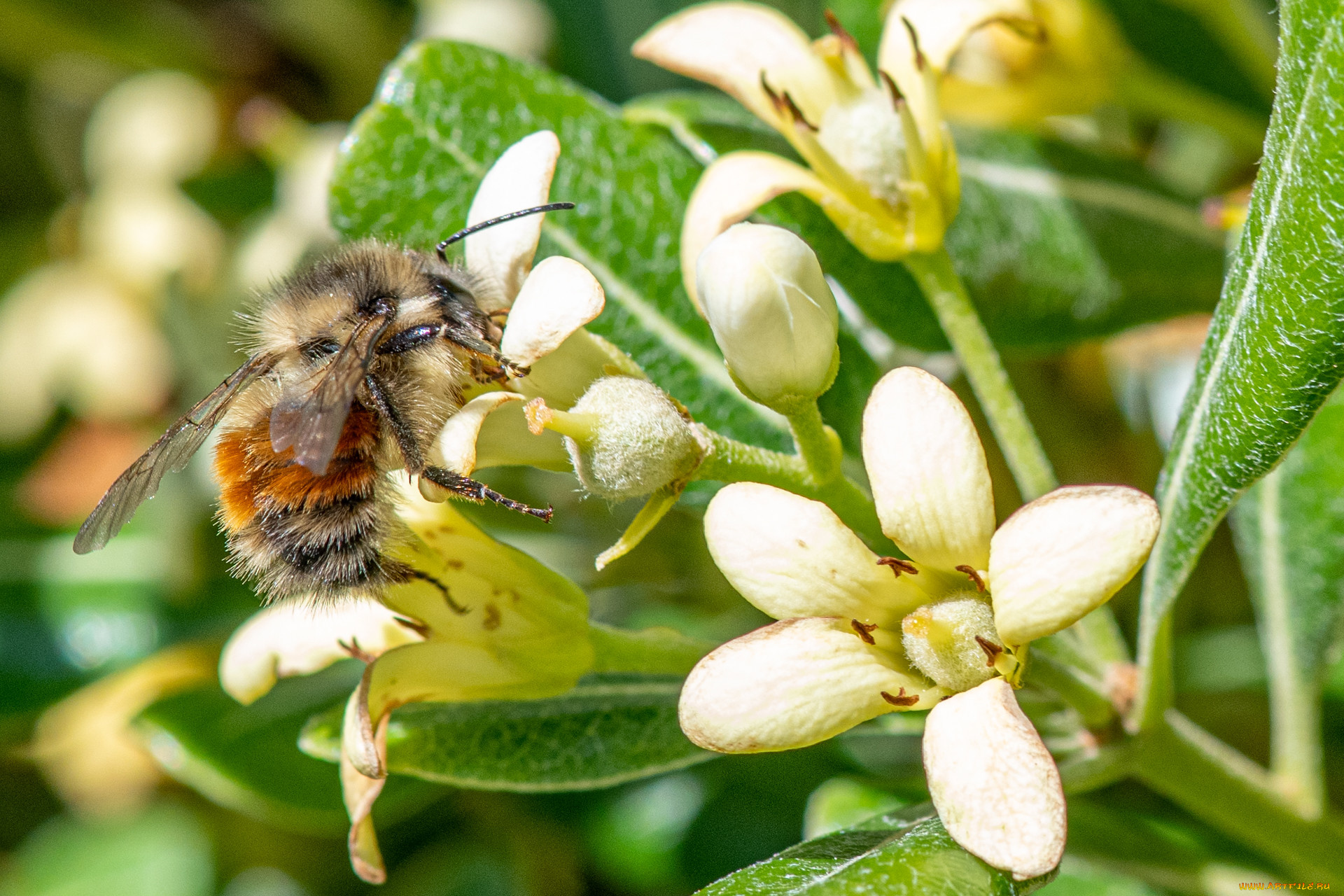животные, пчелы, , осы, , шмели, цветы