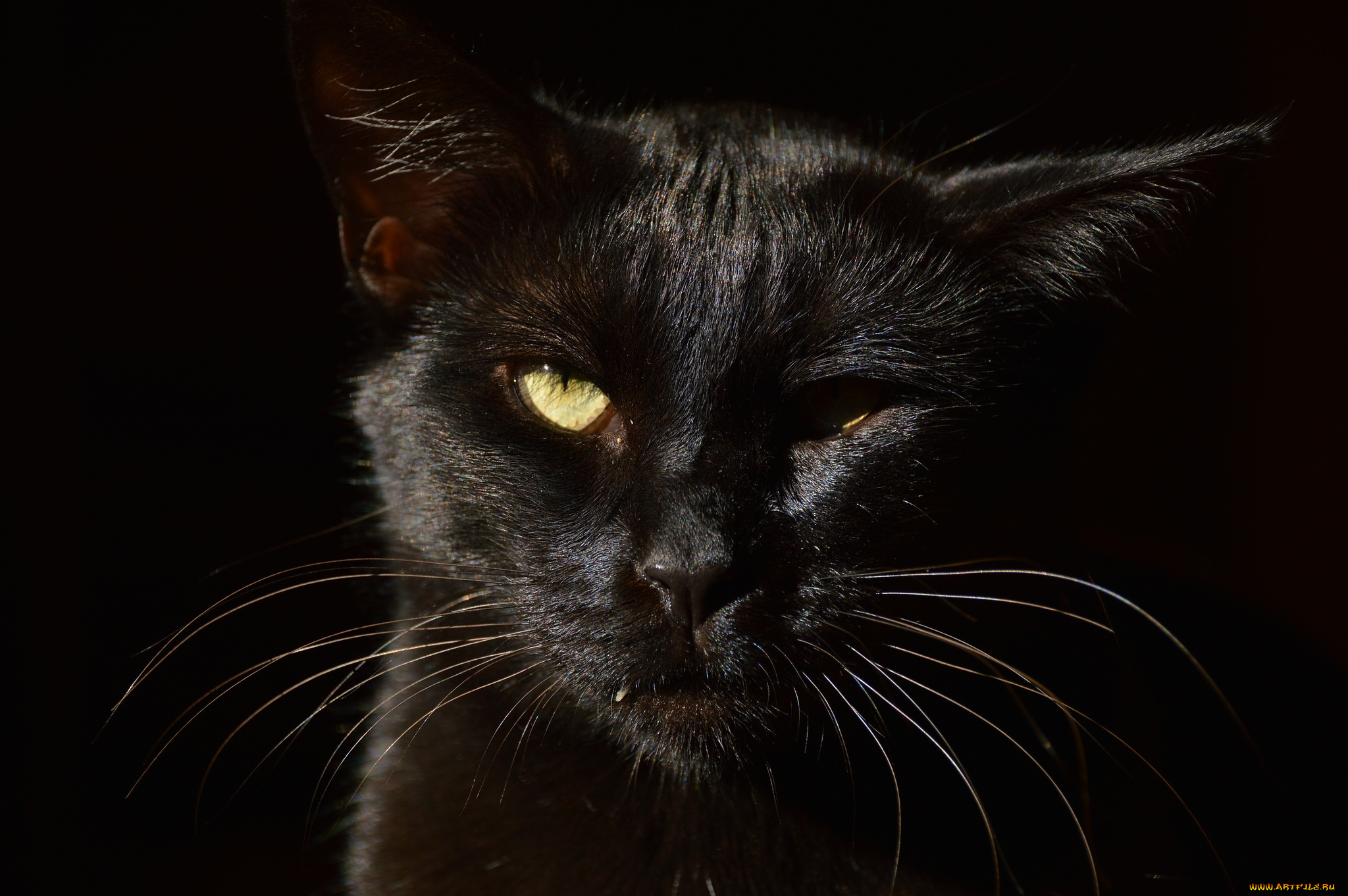 животные, коты, кот, кошка