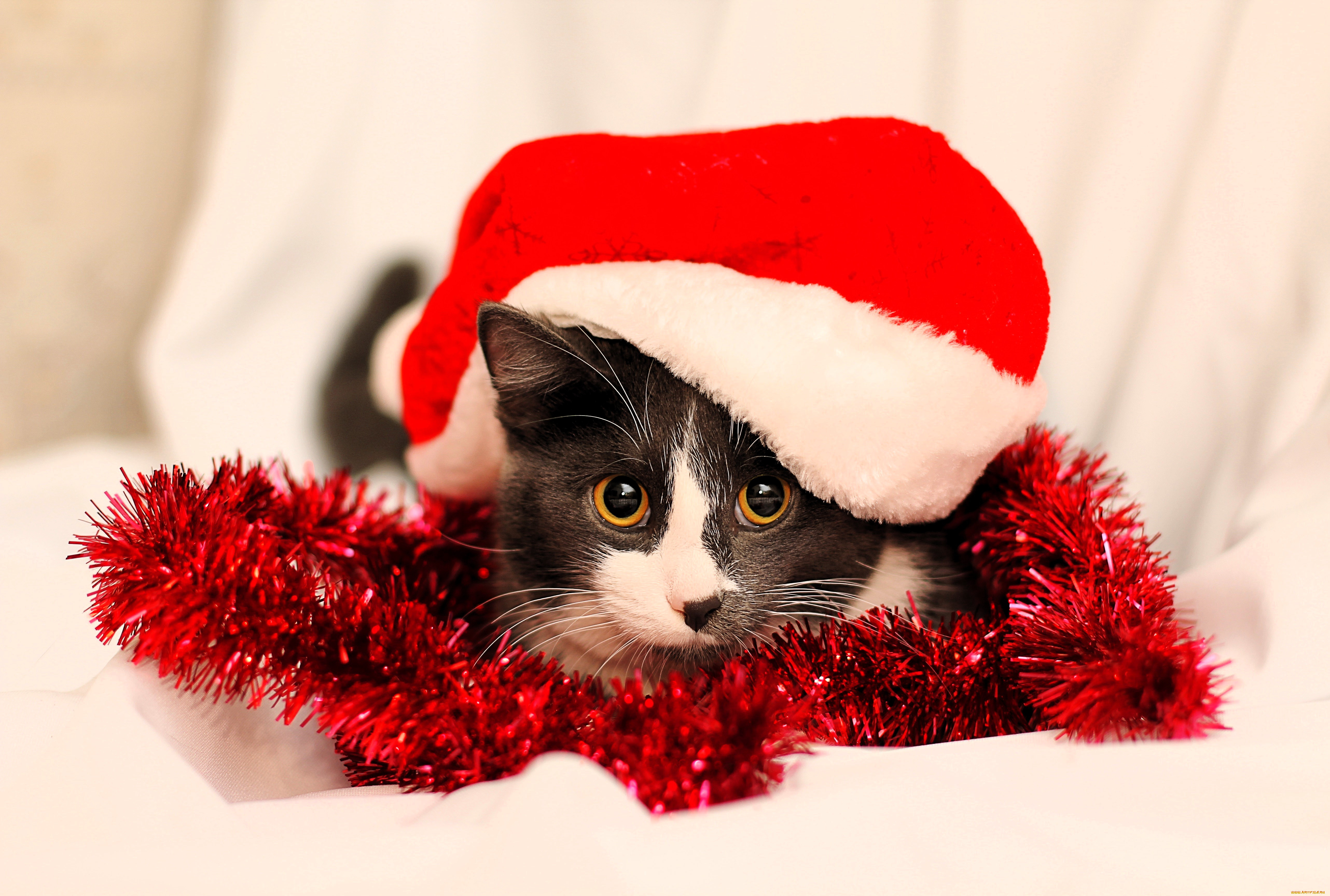 животные, коты, кот, шапка, мишура, новый, год