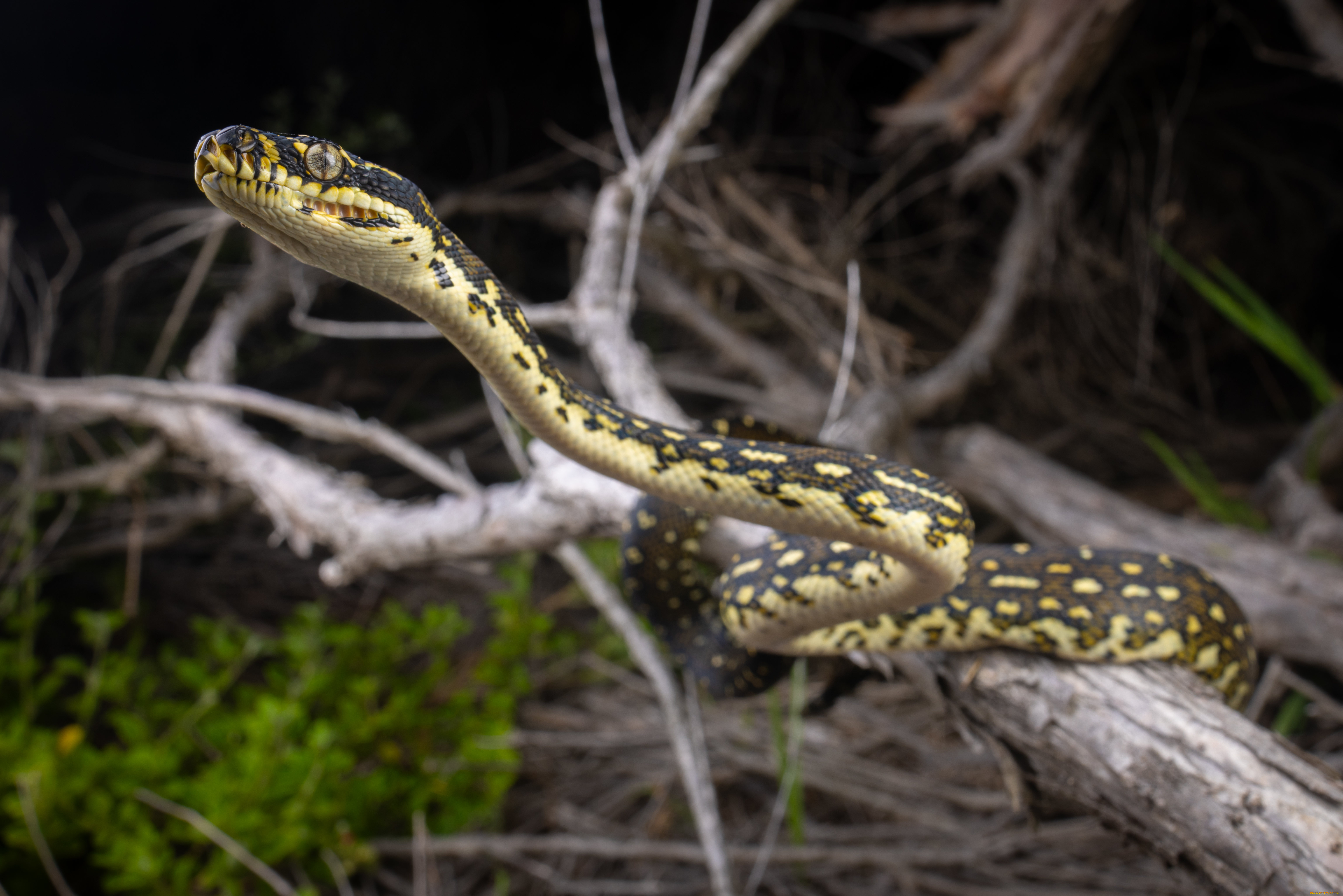 животные, змеи, , питоны, , кобры, питон