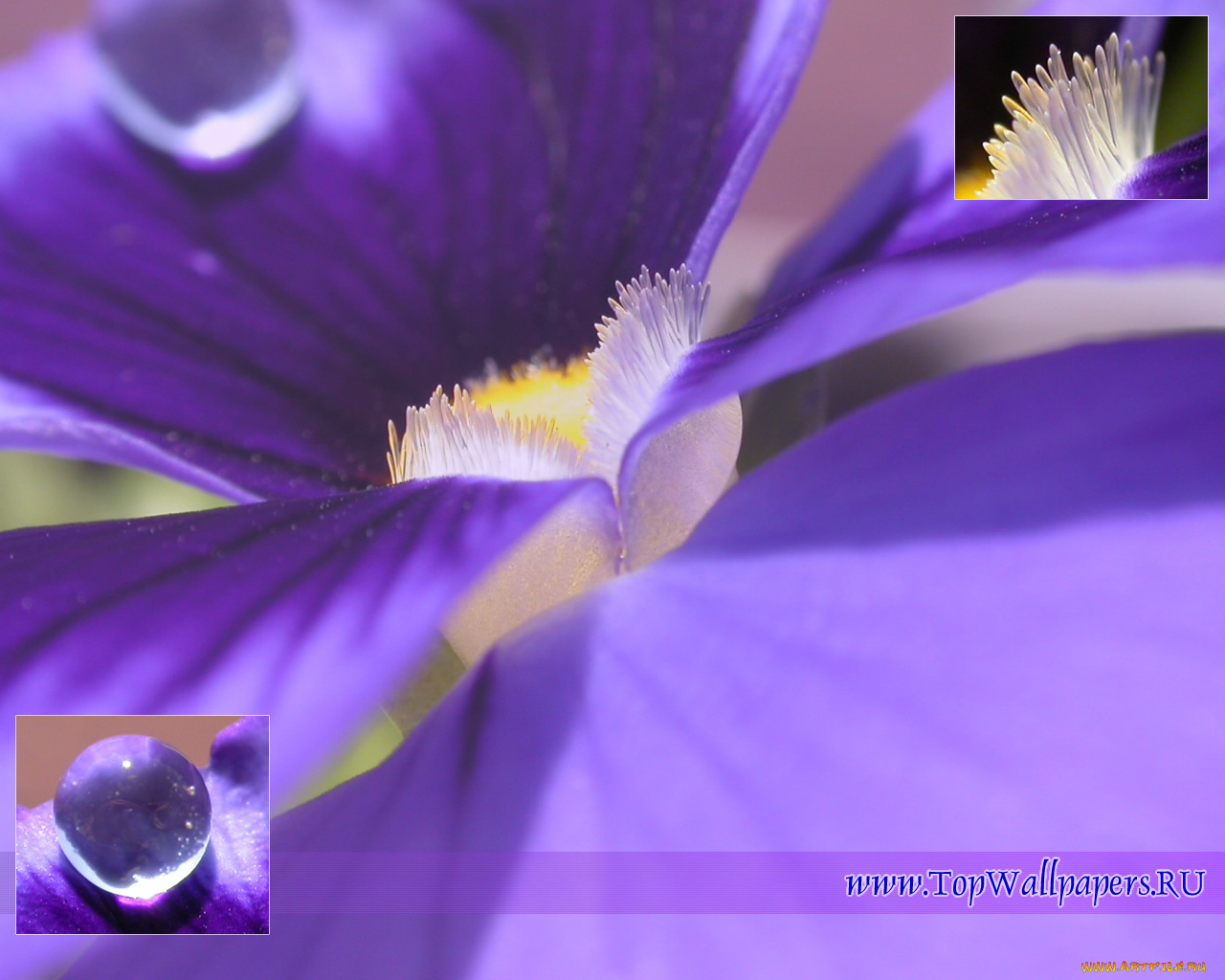 цветы, ирисы