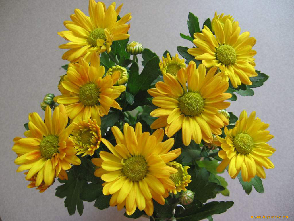 цветы, хризантемы
