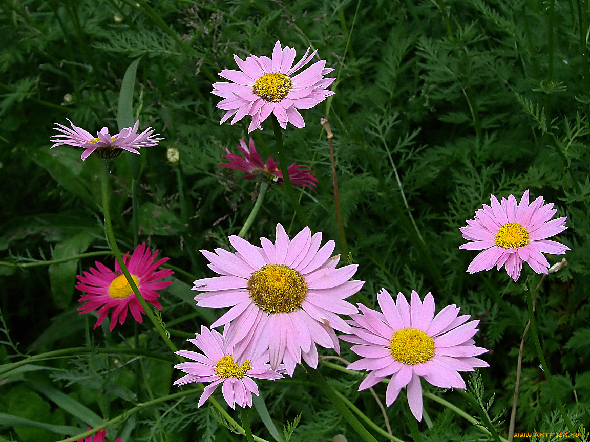 цветы, ромашки