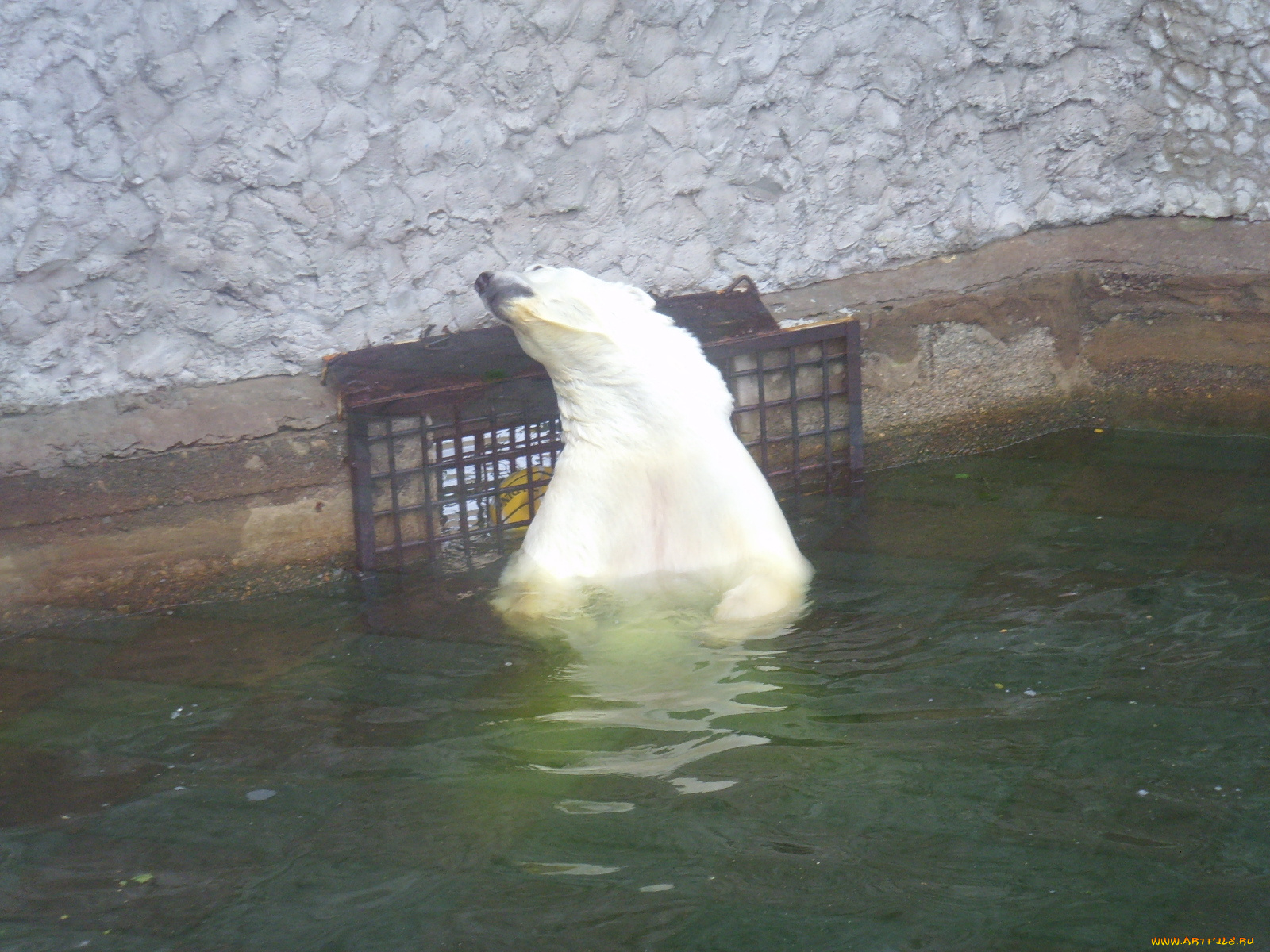 животные, медведи