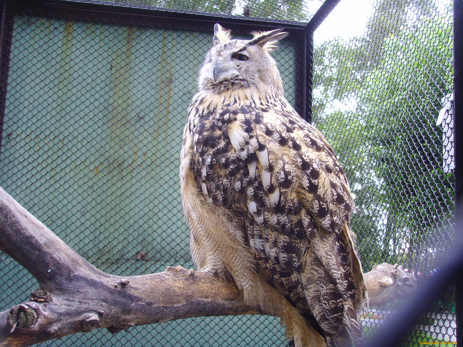 животные, совы