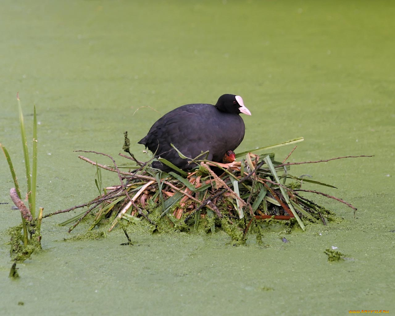 животные, утки